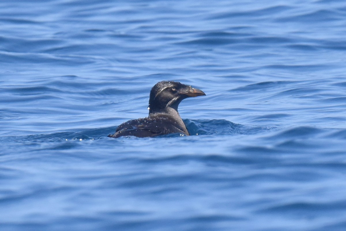 Rhinoceros Auklet - ML638226039