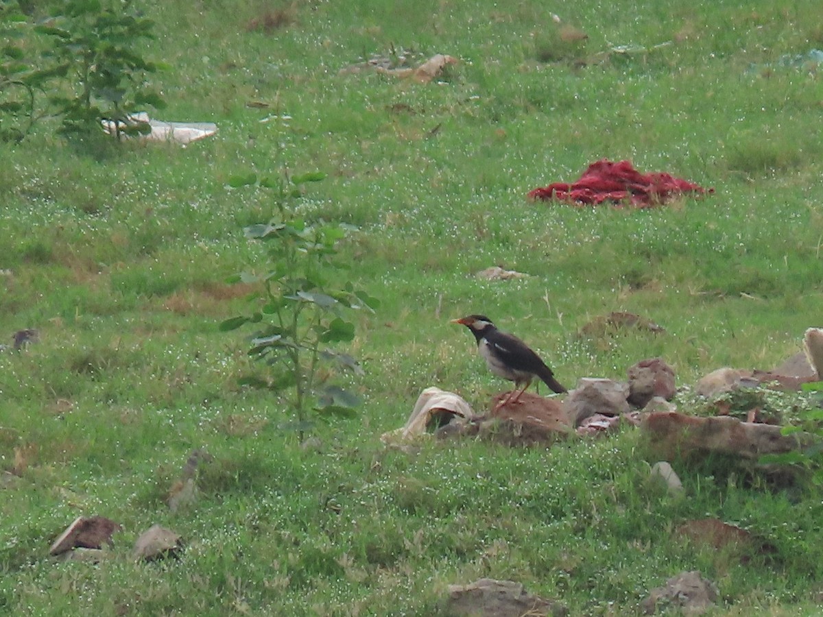 Indian Pied Starling - ML638226066
