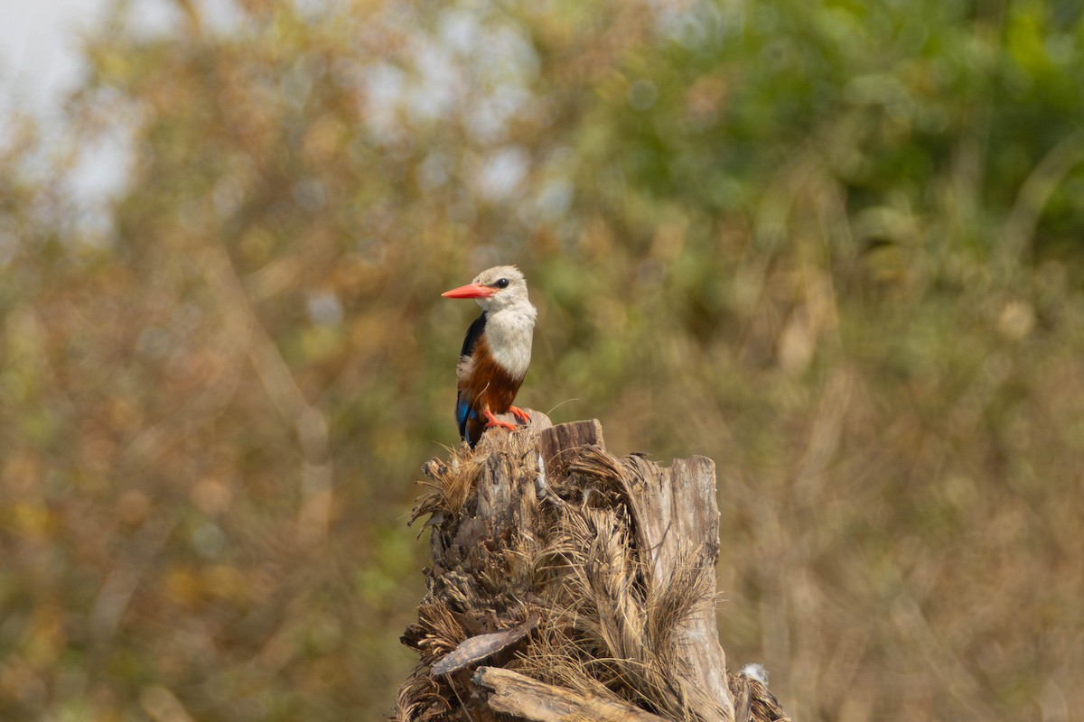 Gray-headed Kingfisher - ML638226077