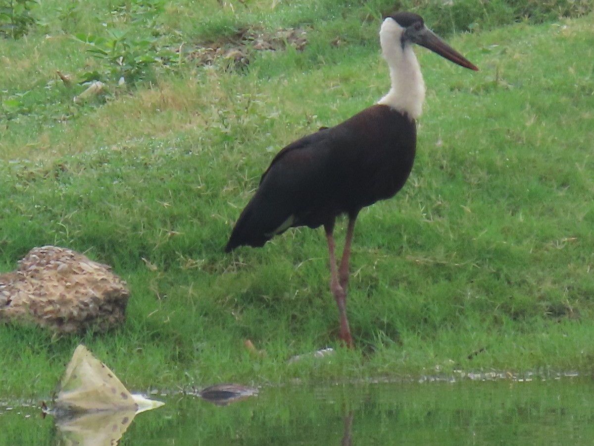 Asian Woolly-necked Stork - ML638226090