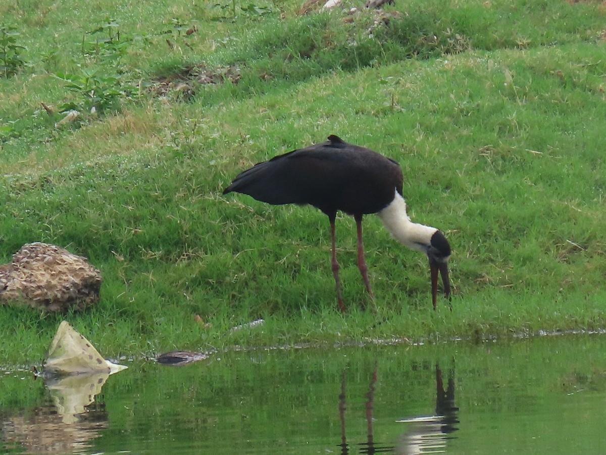 Asian Woolly-necked Stork - ML638226091