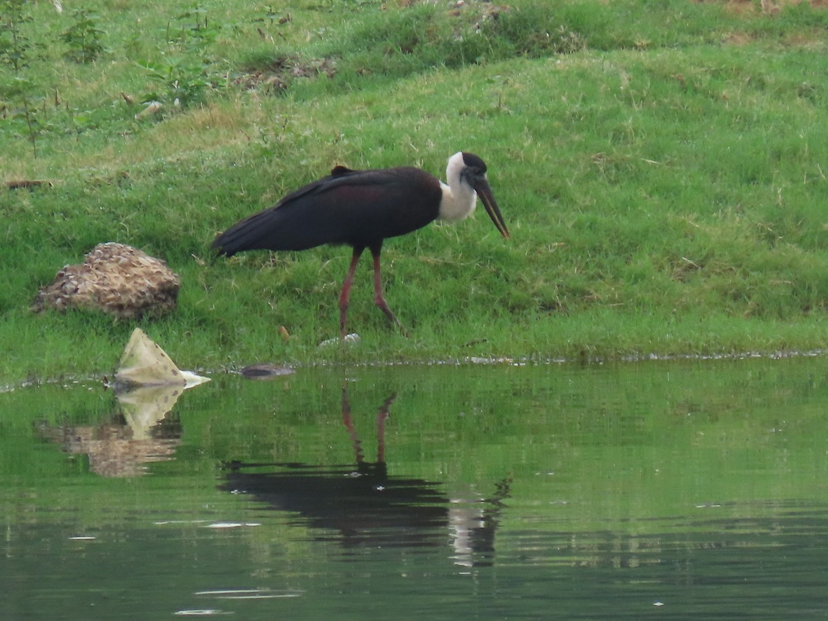 Asian Woolly-necked Stork - ML638226092