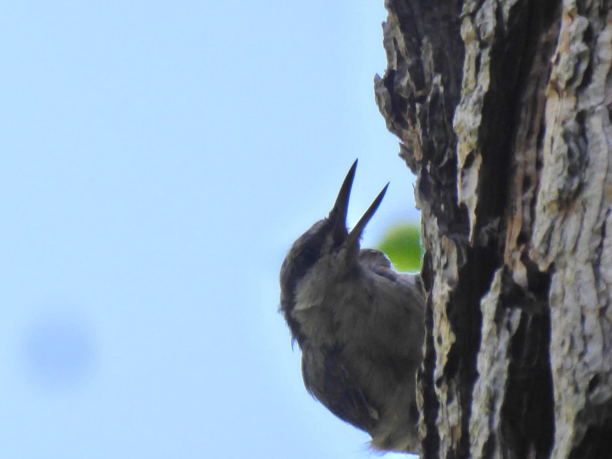 Eurasian Nuthatch - ML638226112