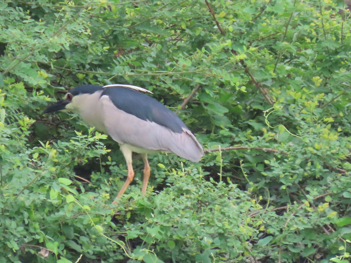 Black-crowned Night Heron - ML638226113