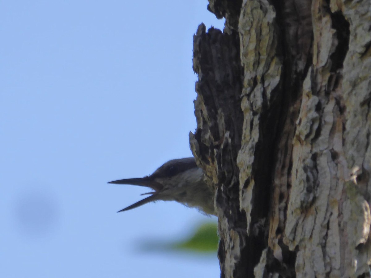 Eurasian Nuthatch - ML638226114
