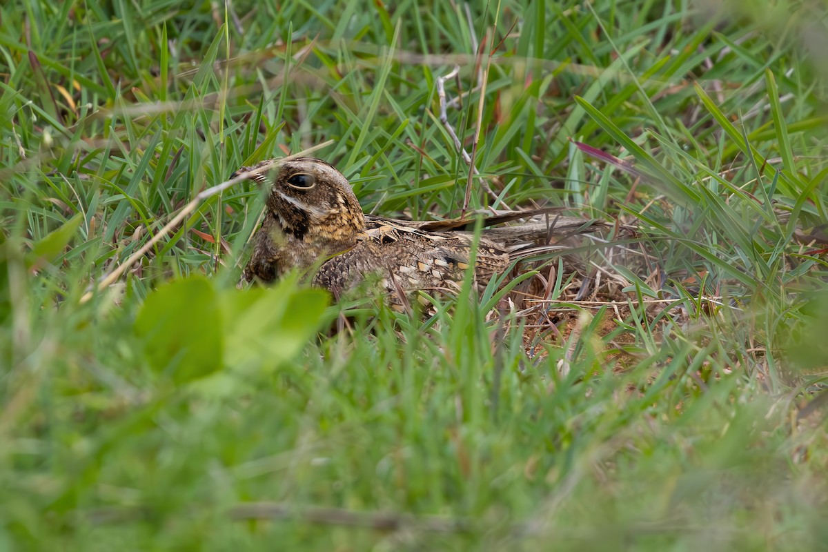 Indian Nightjar - ML638226171