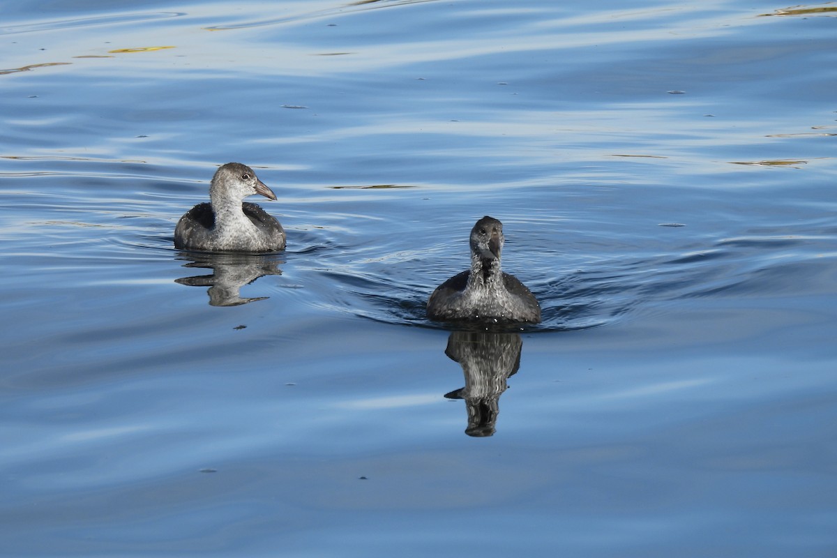 Slate-colored Coot - ML638226174