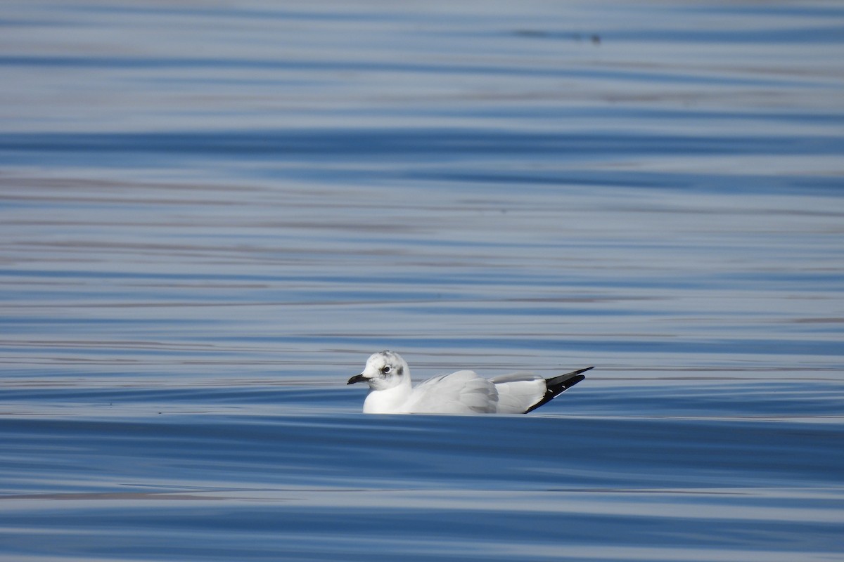 Andean Gull - ML638226180