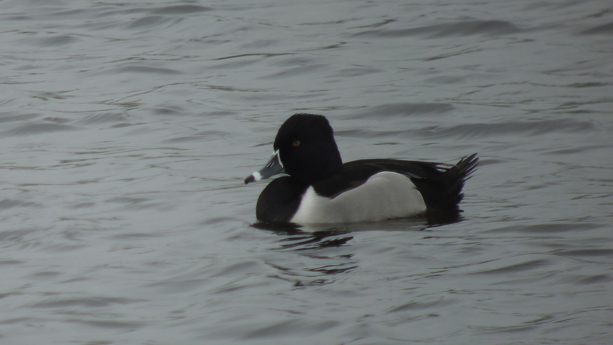 Ring-necked Duck - ML638226181