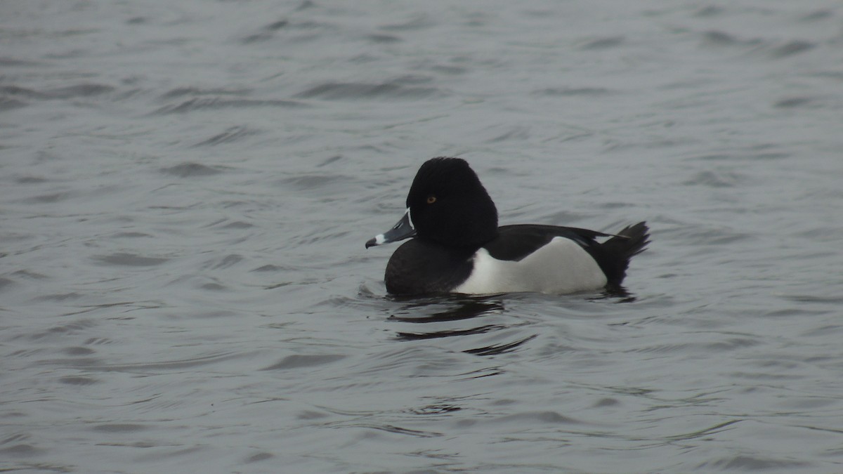Ring-necked Duck - ML638226185