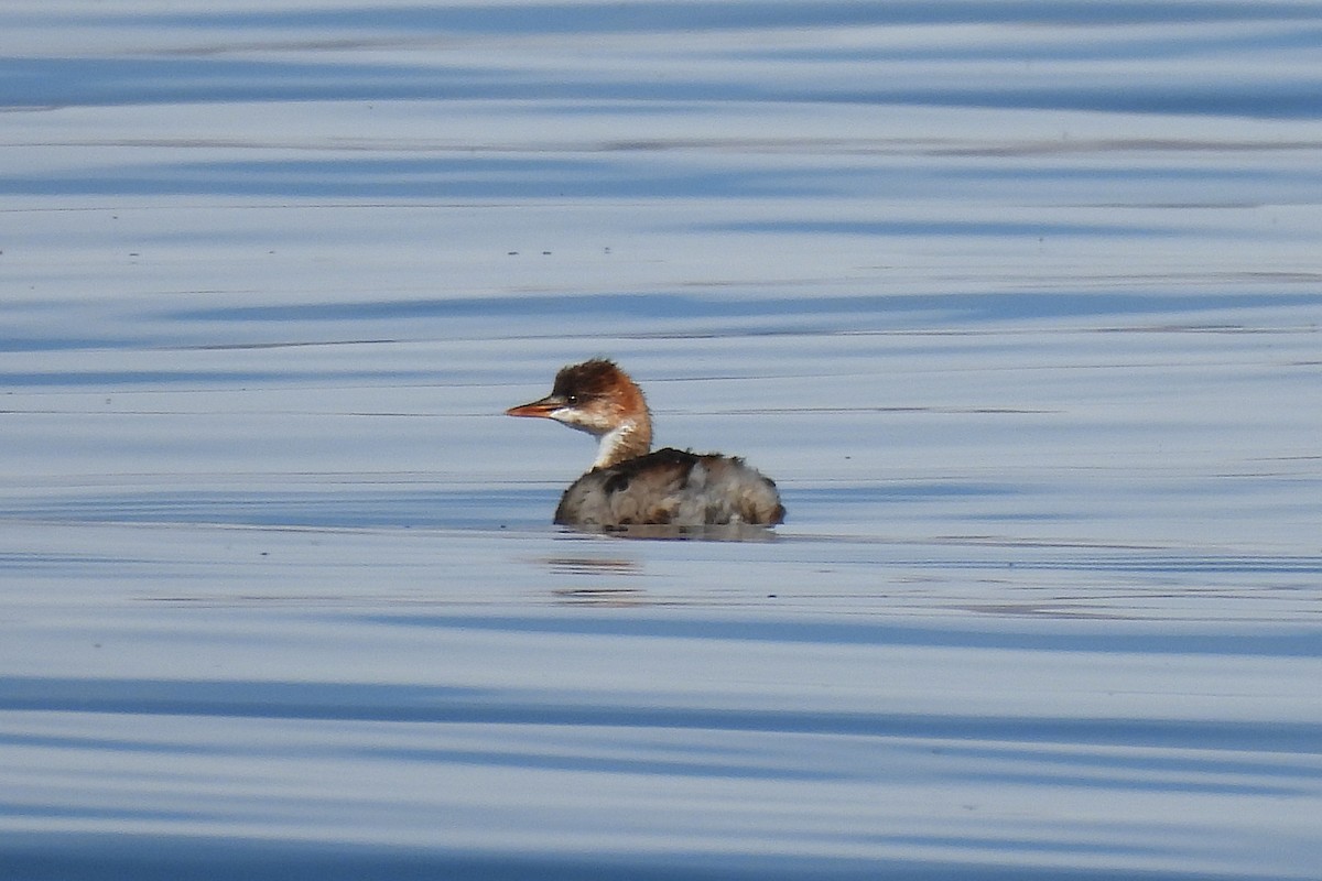 Titicaca Grebe - ML638226187