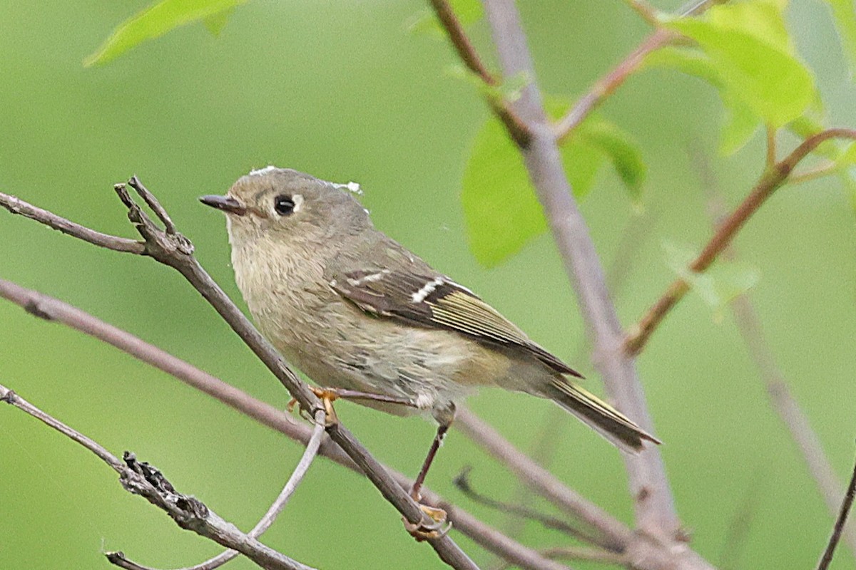 Ruby-crowned Kinglet - ML638226215