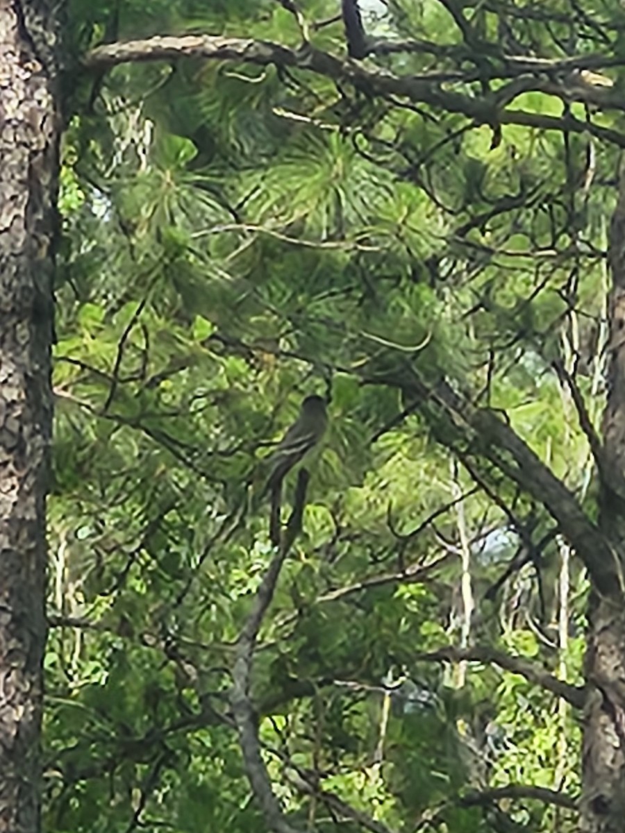 Eastern Wood-Pewee - ML638226216