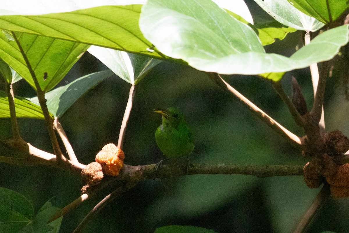 Green Honeycreeper - ML638226240