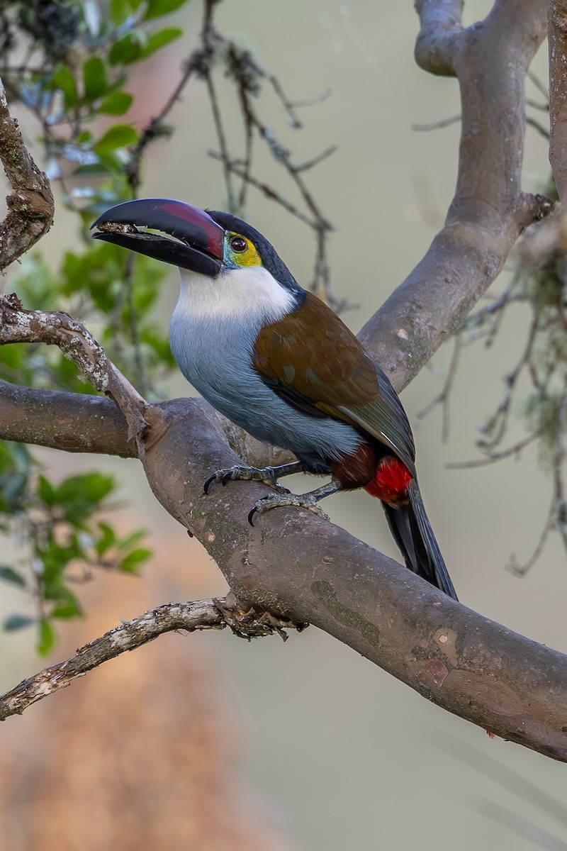 Black-billed Mountain-Toucan - ML638226248
