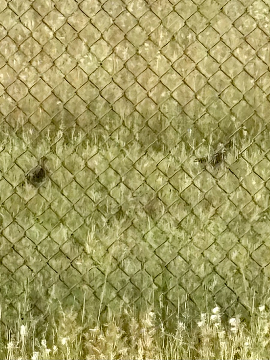 Upland Sandpiper - ML638226250