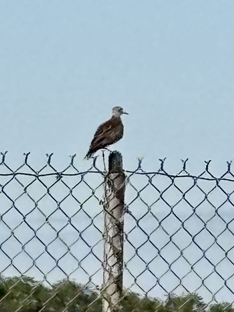 Upland Sandpiper - ML638226263