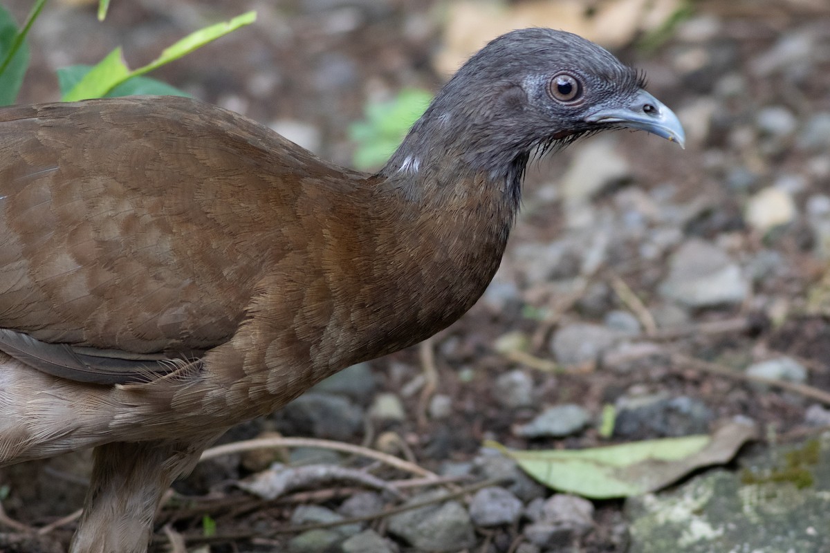 Gray-headed Chachalaca - ML638226280