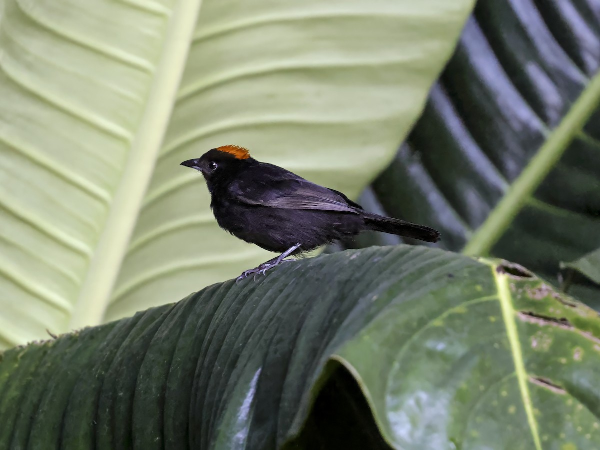 Tawny-crested Tanager - ML638226286