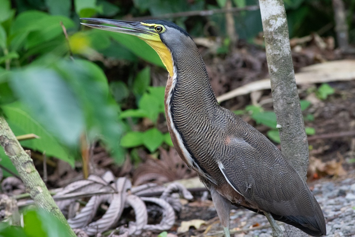 Bare-throated Tiger-Heron - ML638226288