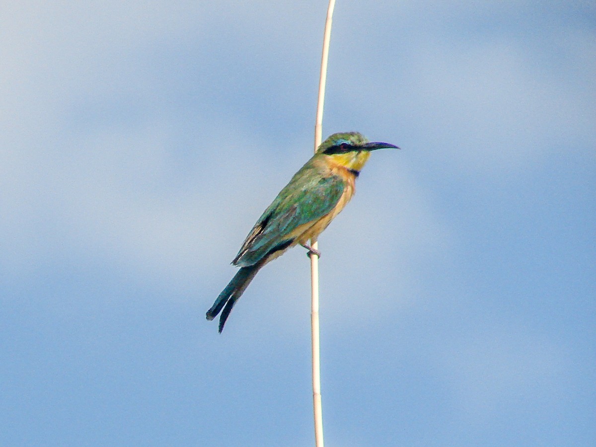 Little Bee-eater - ML638226291