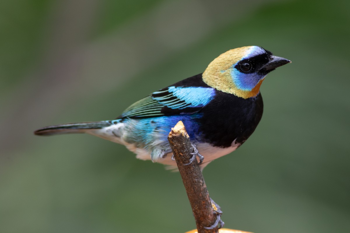 Golden-hooded Tanager - ML638226295