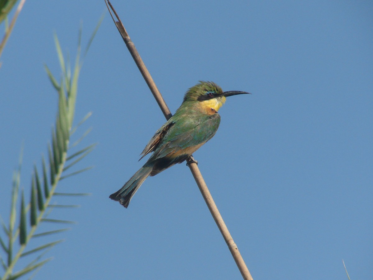 Little Bee-eater - ML638226311