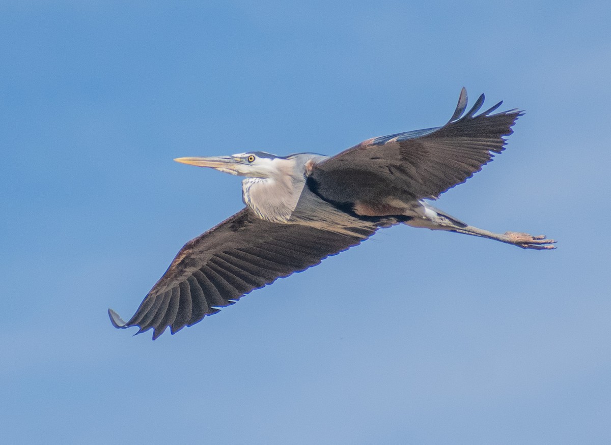 Great Blue Heron - ML638226334
