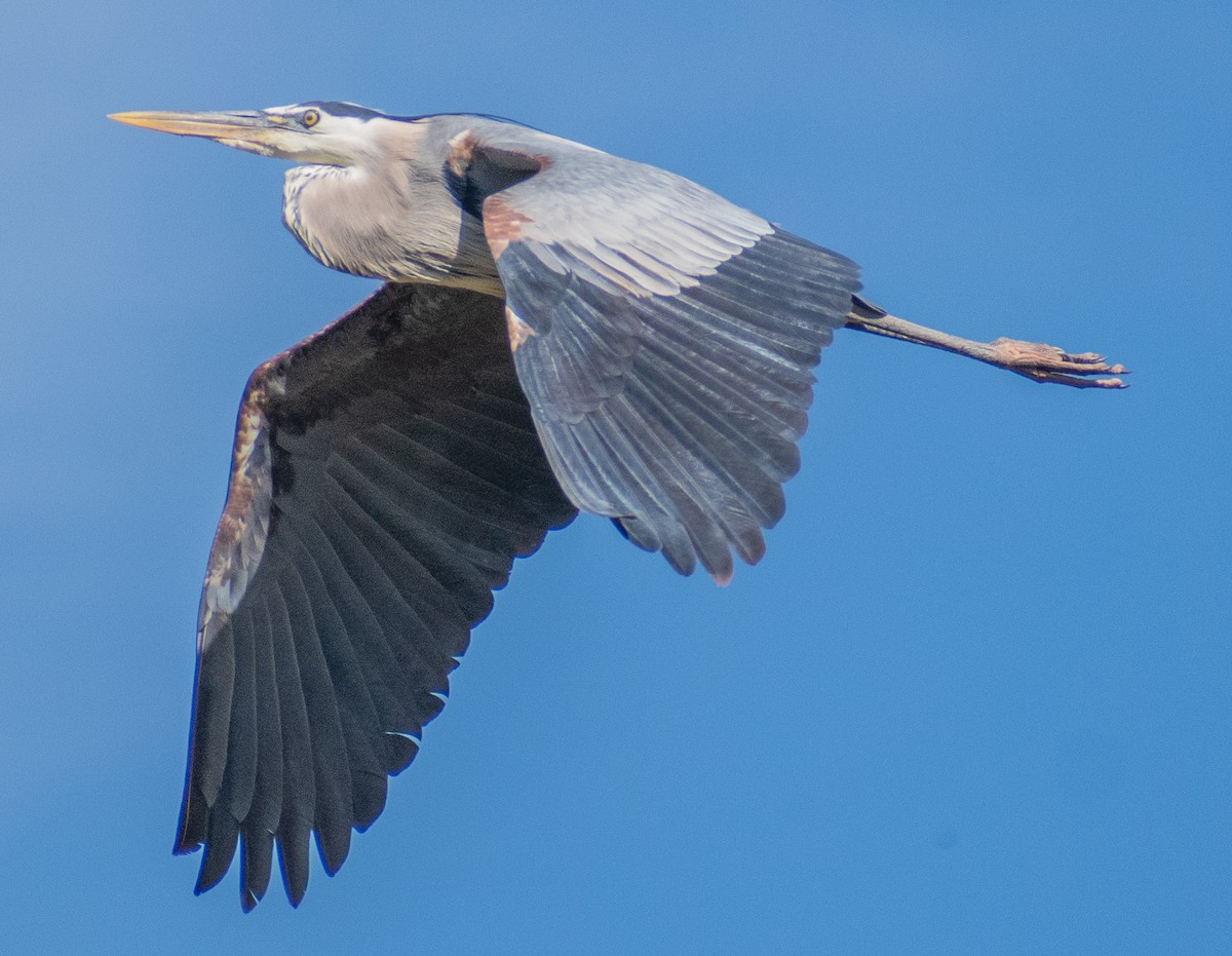 Great Blue Heron - ML638226335