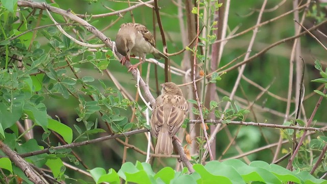 House Sparrow - ML638226343