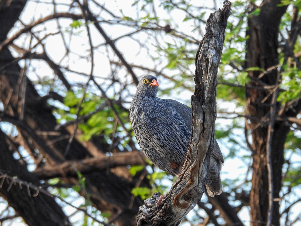 Red-billed Spurfowl - ML638226346