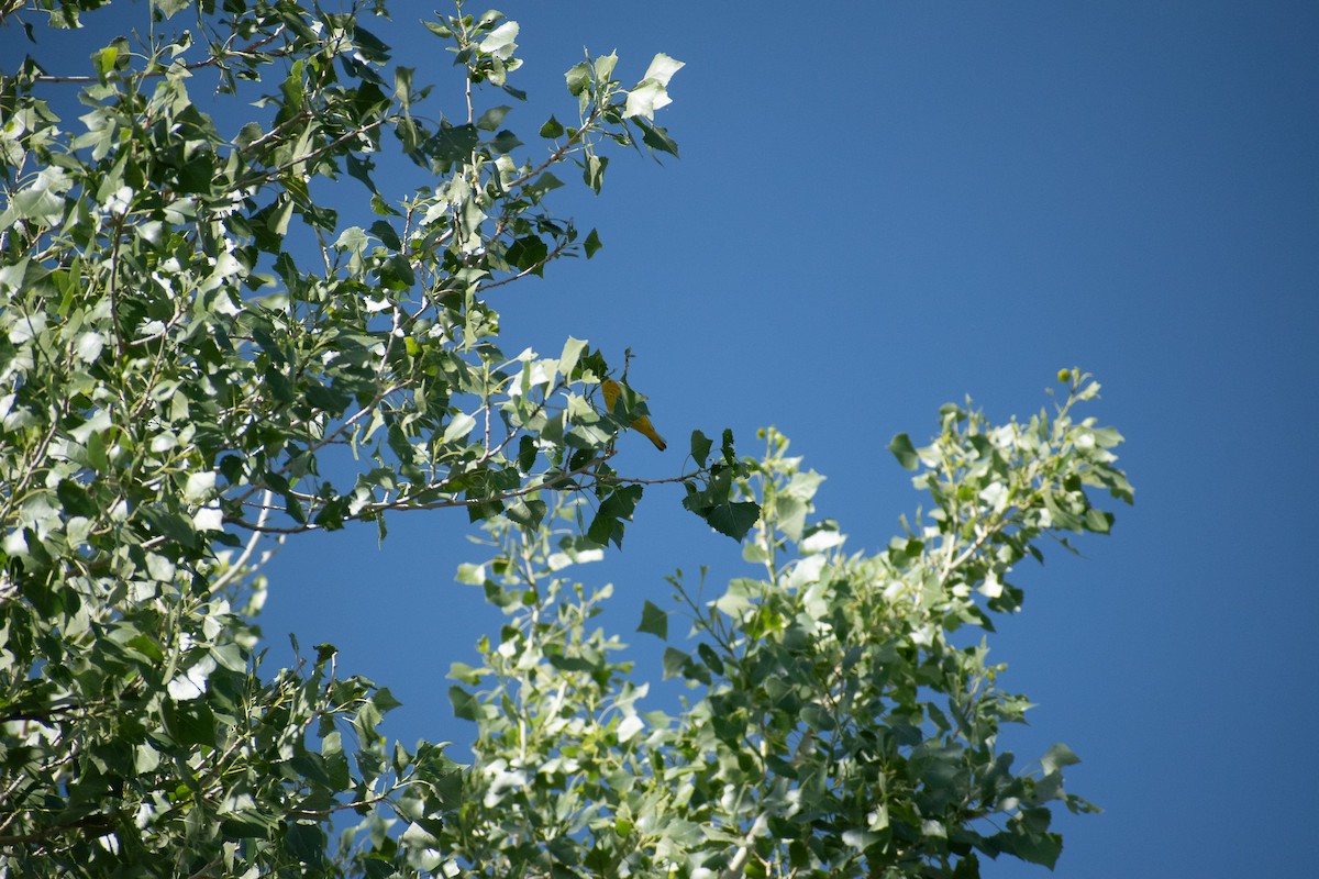 Yellow Warbler - ML638226377