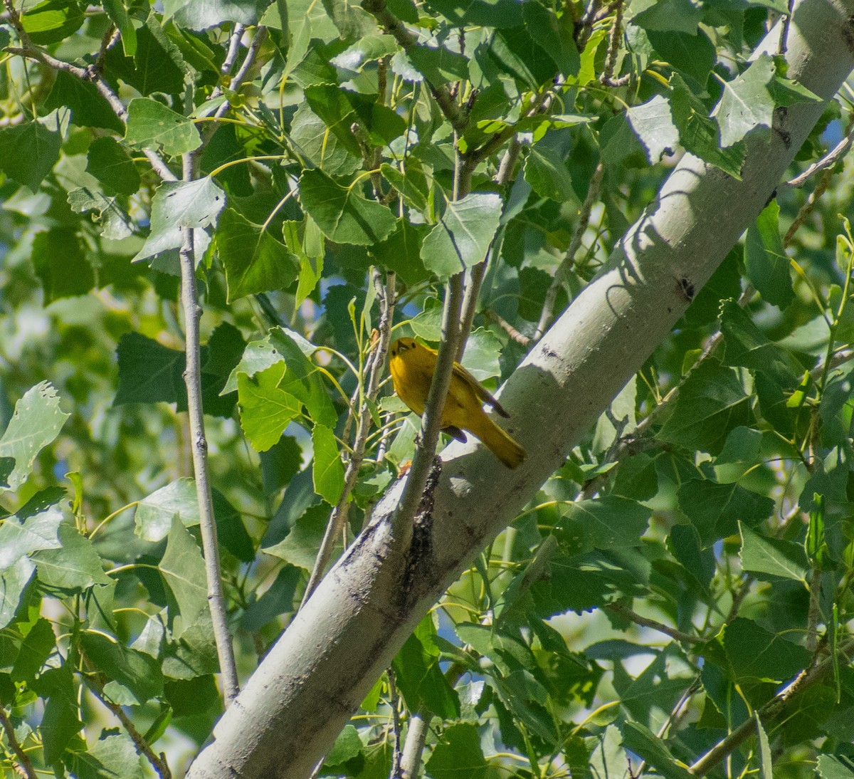 Yellow Warbler - ML638226378