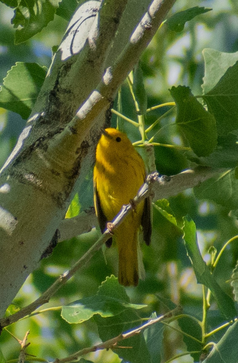 Yellow Warbler - ML638226379