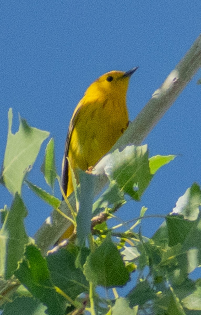 Yellow Warbler - ML638226380