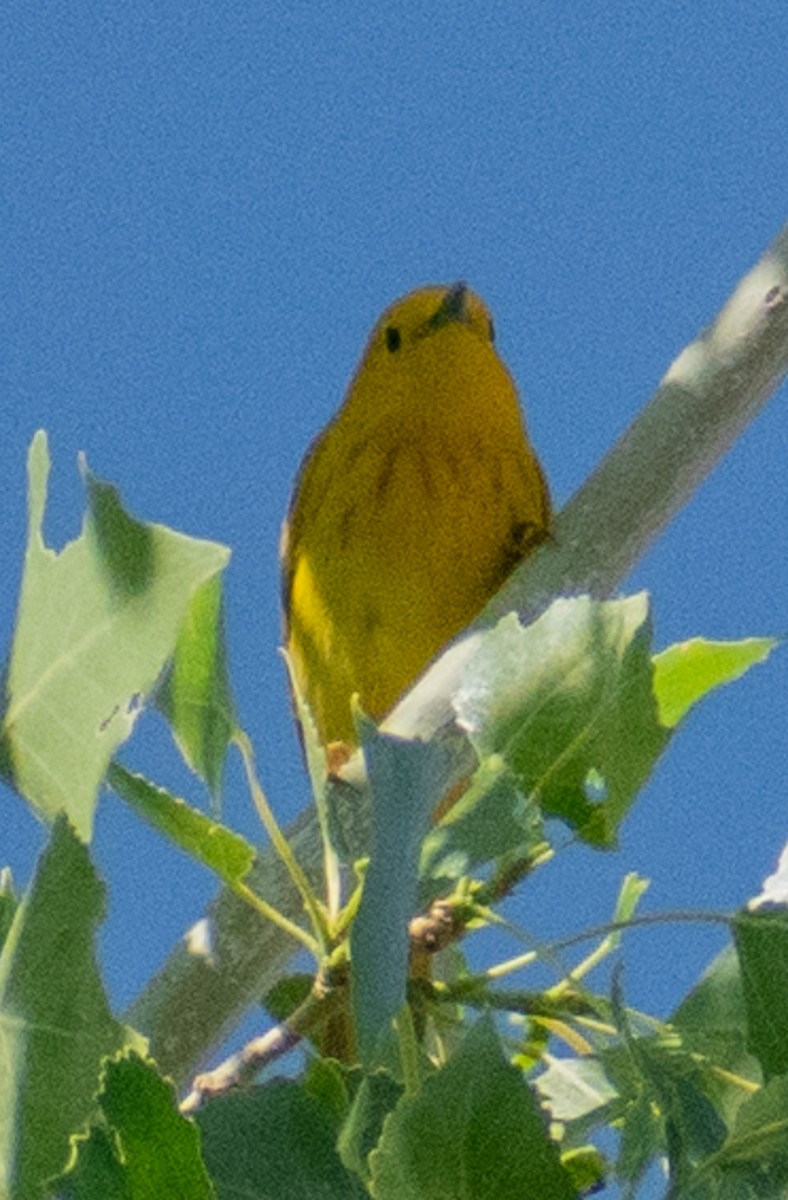 Yellow Warbler - ML638226381