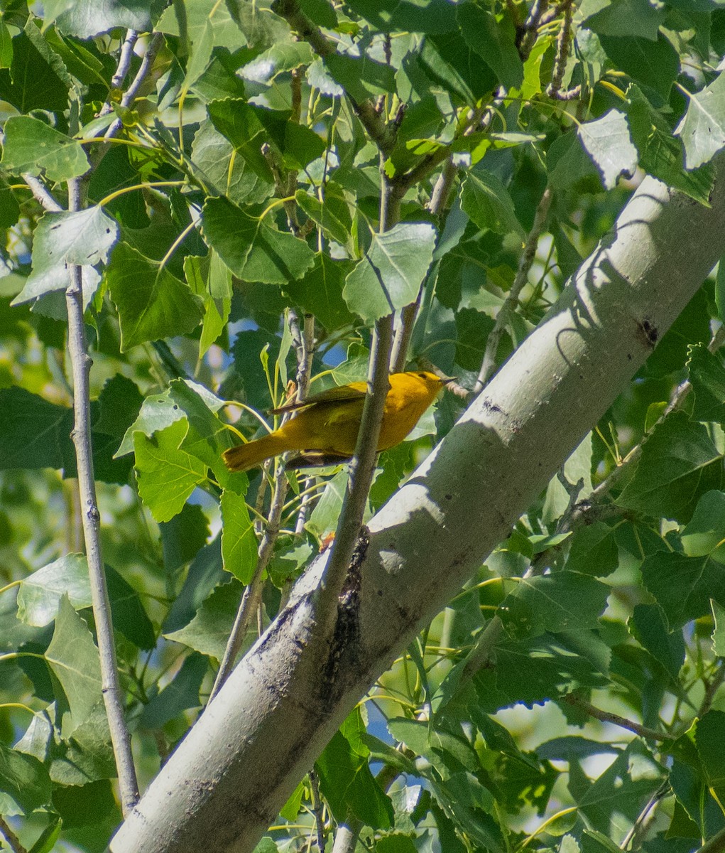 Yellow Warbler - ML638226382