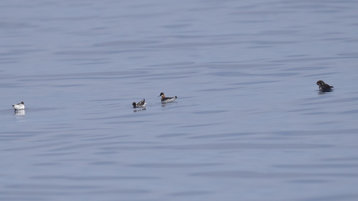 Red-necked Phalarope - ML638226429