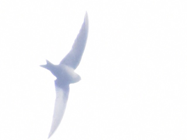 Brown-bellied Swallow - ML638226471