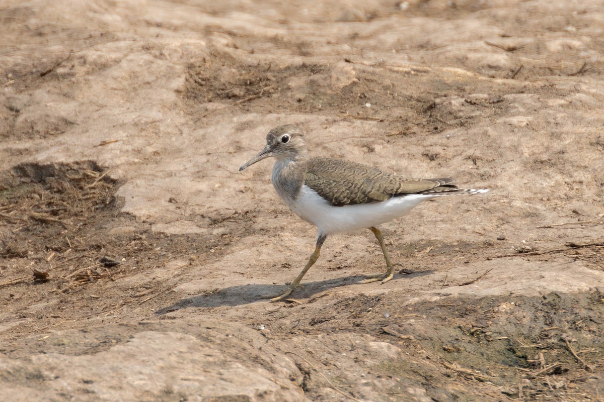 Common Sandpiper - ML638226481