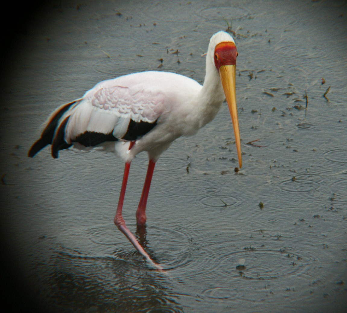 Yellow-billed Stork - ML638226509