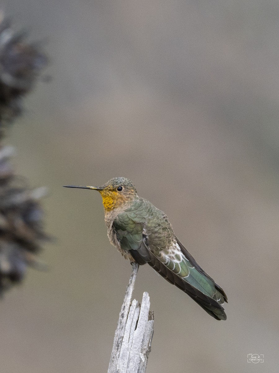 Giant Hummingbird - ML638226515