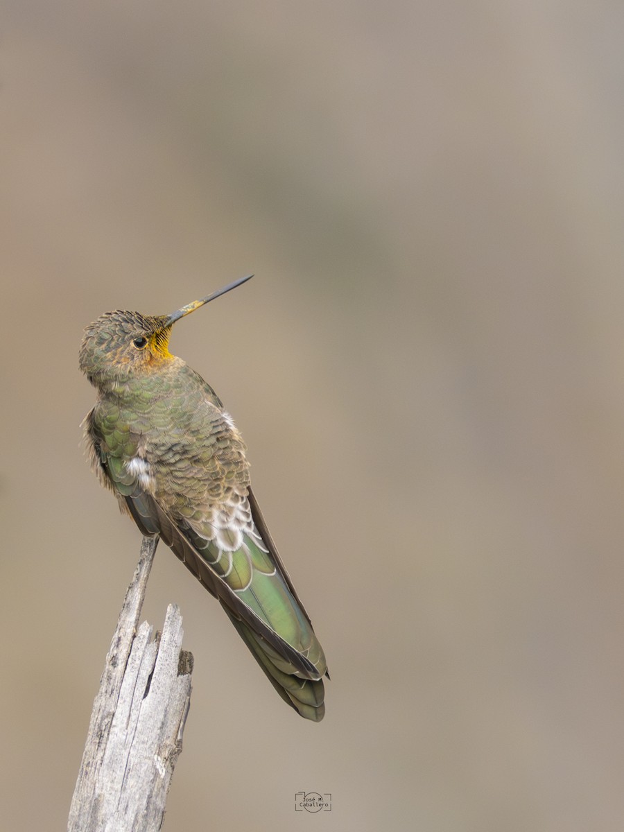 Giant Hummingbird - ML638226516