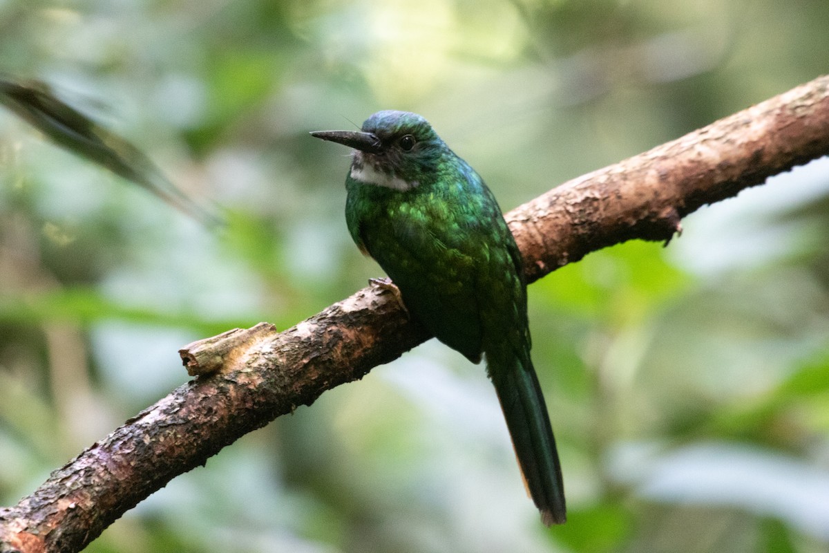Rufous-tailed Jacamar - ML638226522