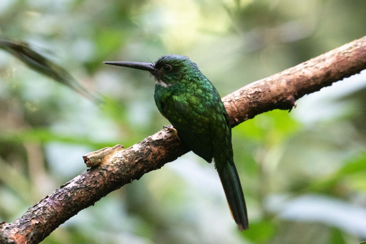 Rufous-tailed Jacamar - ML638226523