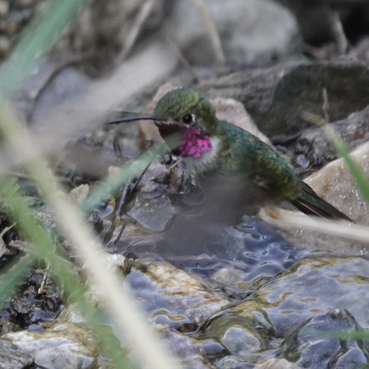 Broad-tailed Hummingbird - ML638226527