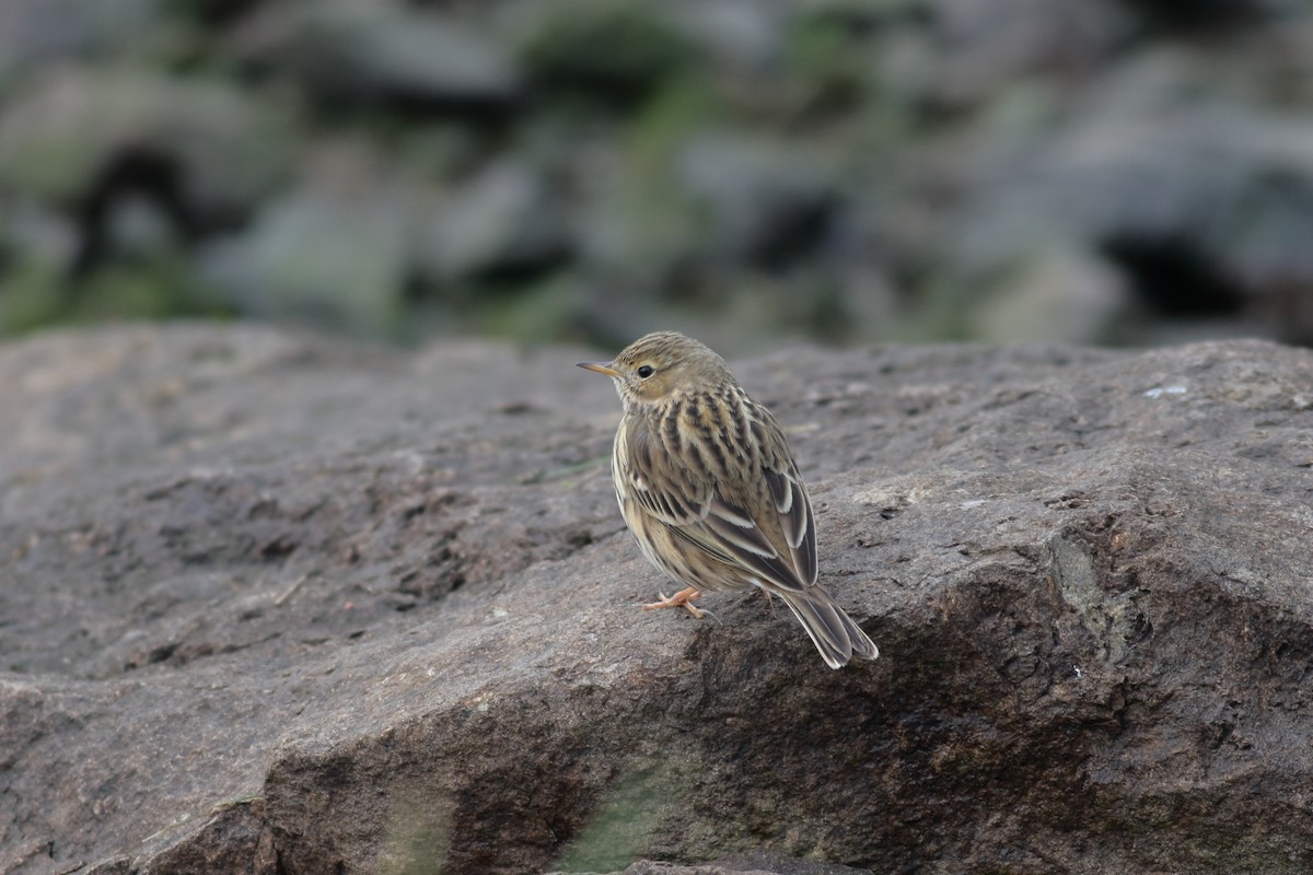 Meadow Pipit - ML638226558