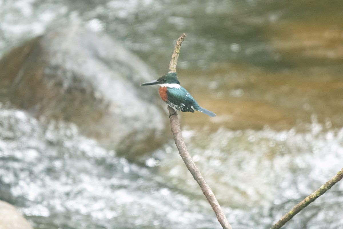 Green Kingfisher - ML638226566