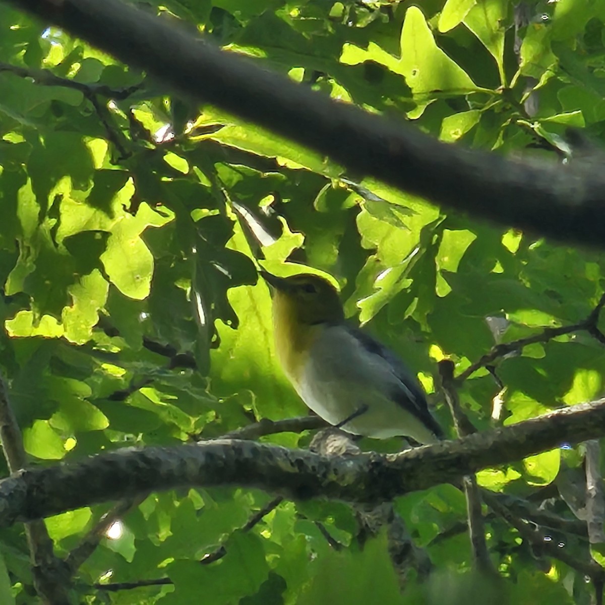 Sarı Gerdanlı Vireo - ML638226573