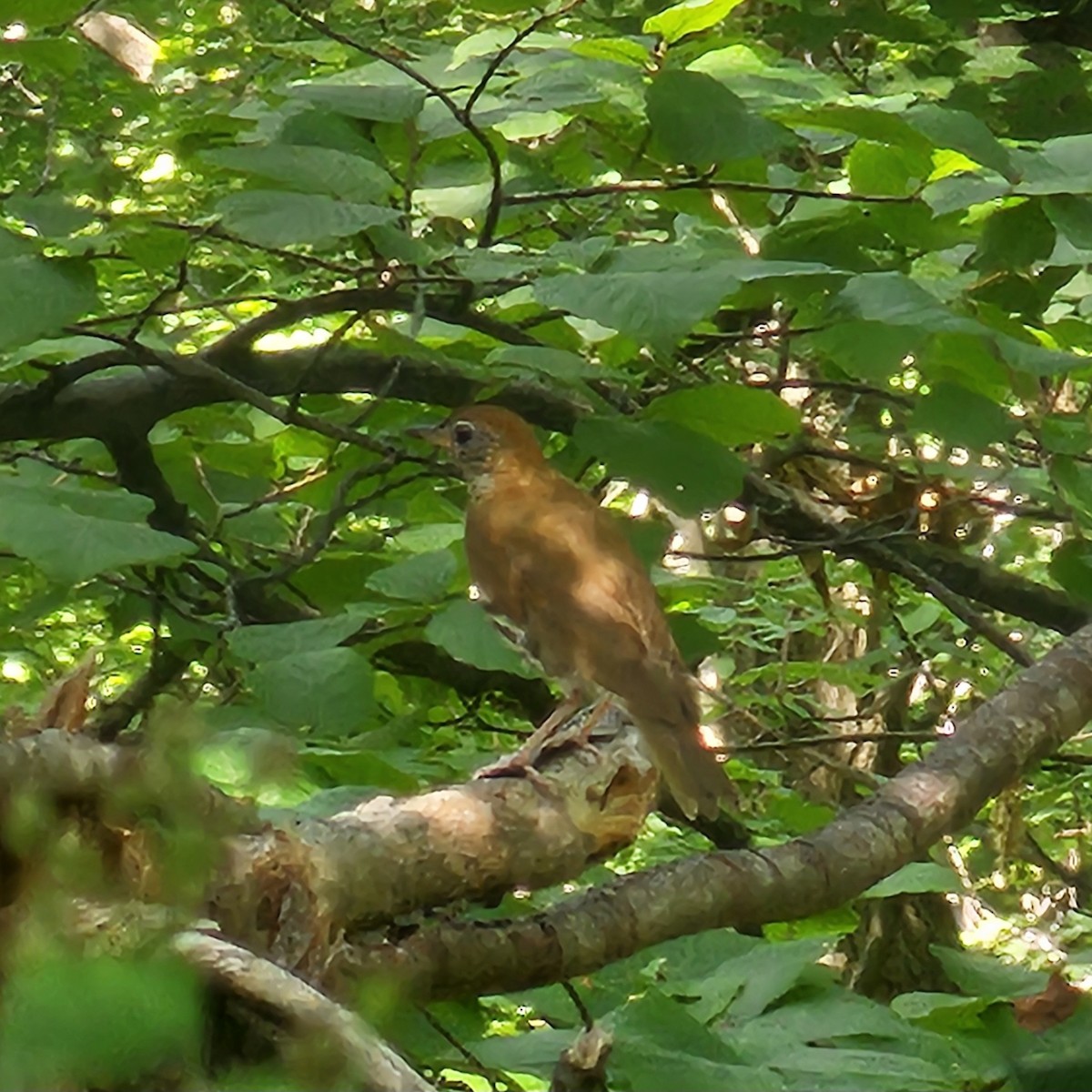 Wood Thrush - ML638226581